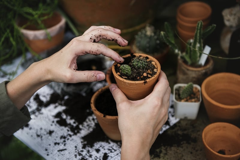 Green plants in pots